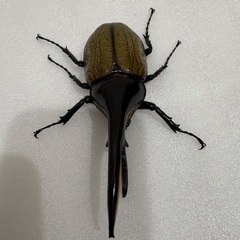 ヘラクレスオオカブト　♂ 1匹の画像