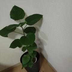 ウンベラータ 観葉植物🪴の画像