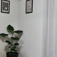 ウンベラータ 観葉植物🪴の画像