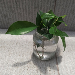 自宅で育った観葉植物。（ガジュマル）の画像