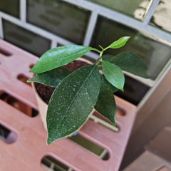 自宅で育った観葉植物。（ガジュマル）の画像