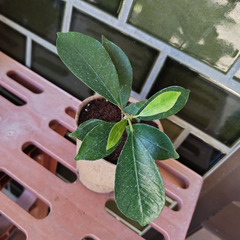 自宅で育った観葉植物。（ガジュマル）の画像