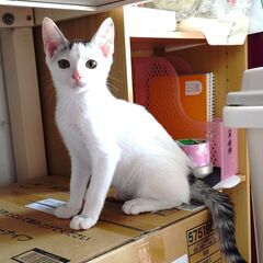 元気なペッパーくん！