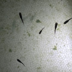 オロチメダカ稚魚10匹の画像