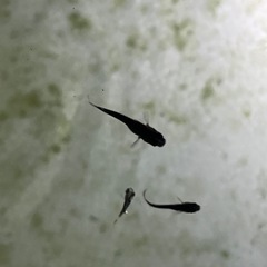 オロチメダカ稚魚10匹の画像