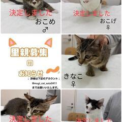 生後3ヶ月の仔猫です
