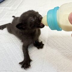 真夏に捨てられた子猫を保護💦元気いっぱいキュートな黒猫ちゃん🥰
