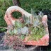 ランキングキーワードに紐づく投稿画像-多肉植物