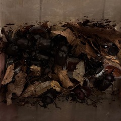 埼玉県産カブトムシ
の画像