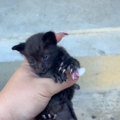 小さな黒猫さん