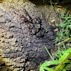 埼玉県産カブトムシ
の画像