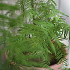 メタセコイア苗木①の画像