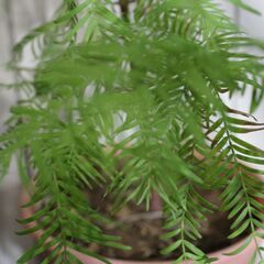 メタセコイア苗木②の画像