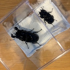 タランドゥスオオツヤの画像