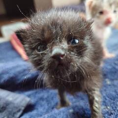 仔猫の相談室Vita里親募集(65)