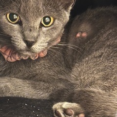 🐈9ヶ月のグレーの女の子🐈‍⬛