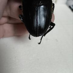 能勢YG オオクワガタ 即ブリ ペア 83.6mm×53.3mmの画像