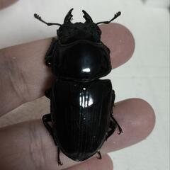 能勢YG オオクワガタ 即ブリ ペア 83.6mm×53.3mmの画像