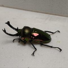ニジイロクワガタ ♂単 52.1mm レッド系の画像