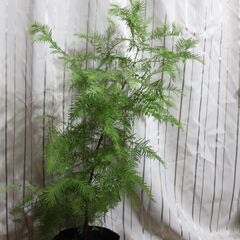 メタセコイア苗木④の画像