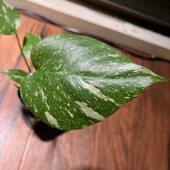 モンステラ　斑入り　タイコンステレーション　➕ポトス　グローバル　カット苗　観葉植物　の画像