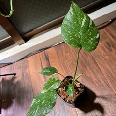 モンステラ　斑入り　タイコンステレーション　➕ポトス　グローバル　カット苗　観葉植物　の画像