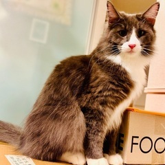 ノルウェージャンフォレストキャット 1歳半 オス