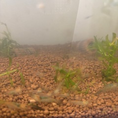 ☘️ミナミヌマエビ10匹＋αと水草☘️の画像
