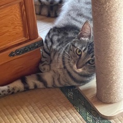 生後一歳　女の子　サバトラ　決まりました