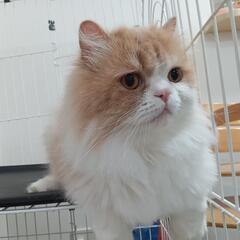 スコティッシュフォールド 里親募集