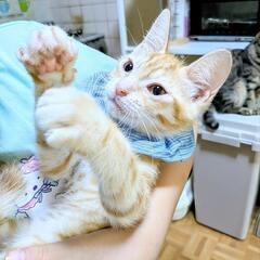 おっとりした甘えん坊な男の子の里親募集。
