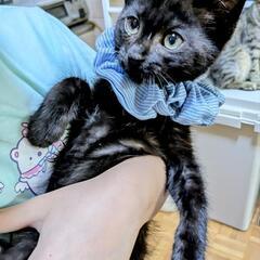 愛くるしい性格の男の子の里親募集。