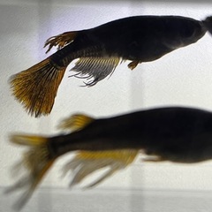 メダカ　極上カイジヒレナガスワロー　8匹の画像