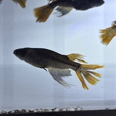 メダカ　極上カイジヒレナガスワロー　8匹の画像