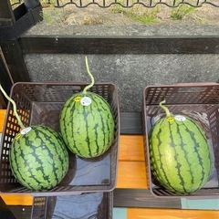 🍉スイカ🍉無人販売所オープンですの画像
