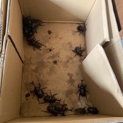 カブトムシの画像
