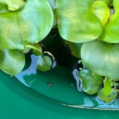 メダカの画像