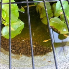 メダカの画像