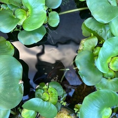 メダカの画像