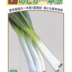 ネギの苗の画像