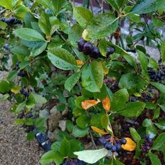 チョークベリーの実の画像