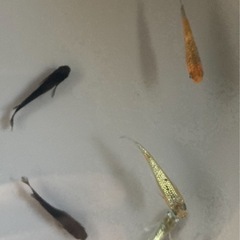 メダカ、ミックス、選別漏れ1匹の画像