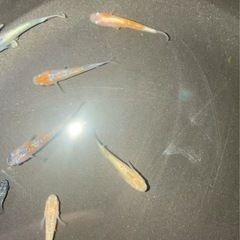 メダカ、ミックス、選別漏れ1匹の画像