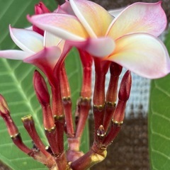 プルメリア　花芽付き　JJ社　カルフォルニアサンセットの画像