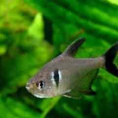 熱帯魚４匹&レッドファイヤーシュリンプ5匹の画像