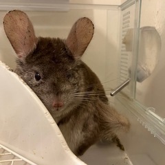 大切にしてくださる方へ　チンチラの里親募集