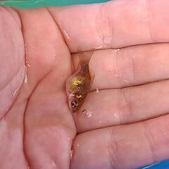 MIX金魚 稚魚　7匹以上　1セットの画像