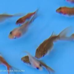 MIX金魚 稚魚　7匹以上　1セットの画像