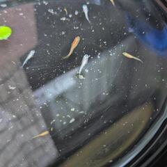 メダカ稚魚　幼魚　20匹の画像