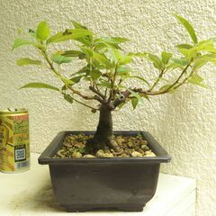 盆栽イヌビワの画像
